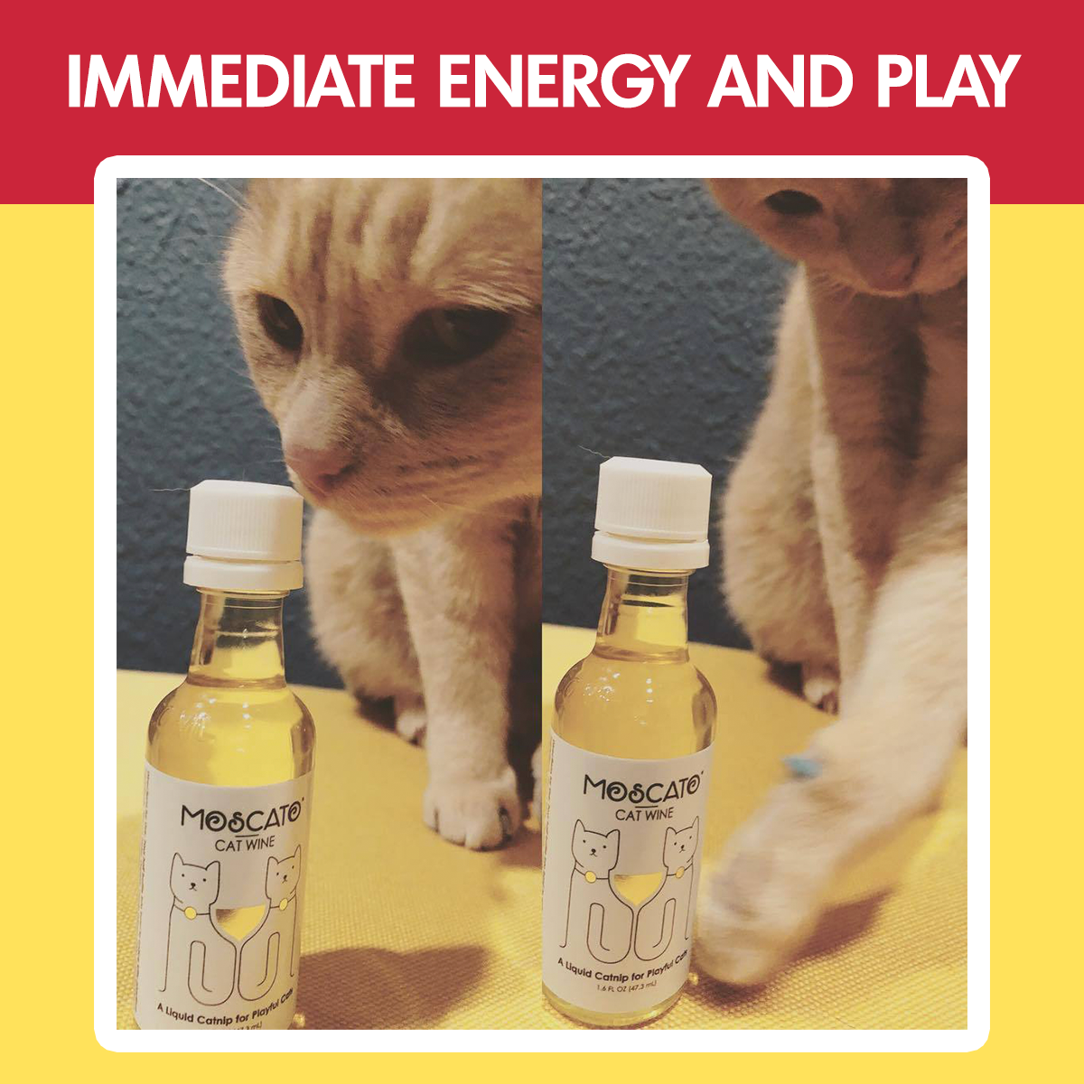 Cat Wine Pawty Pack
